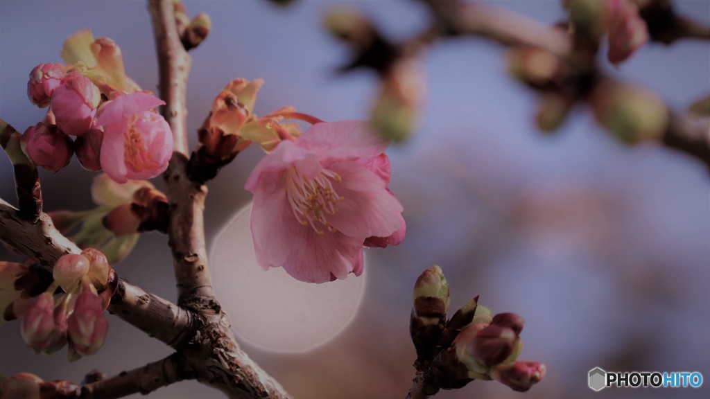開花、、、。