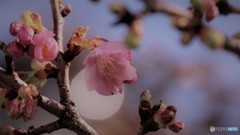 開花、、、。