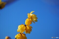 青空に輝く