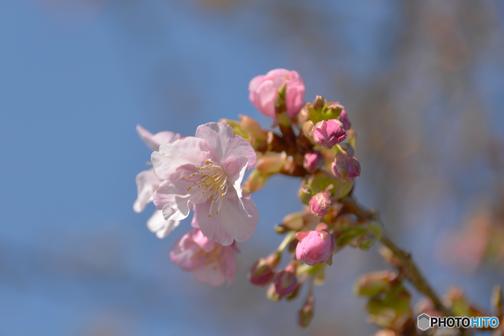 如月花ー１