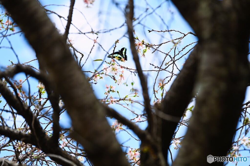 恩賜上野公園の十月桜～ⅱ