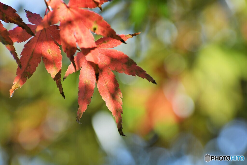 公園も秋色～ⅰ