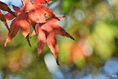公園も秋色～ⅰ