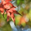 公園も秋色～ⅰ