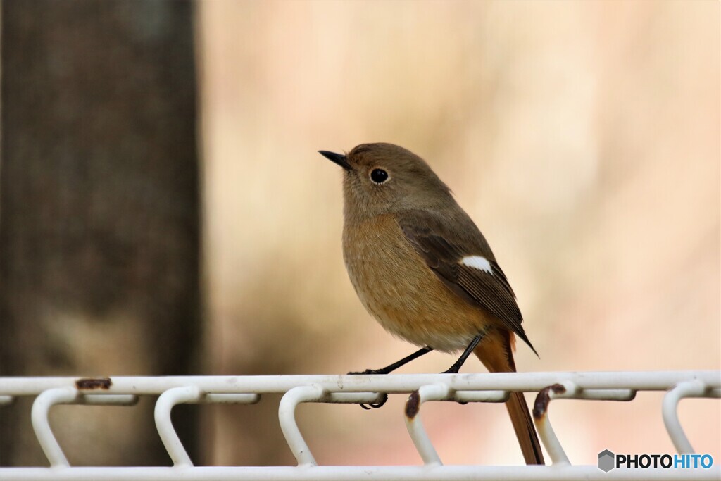 ２０１９の来客