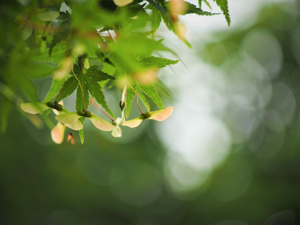 プロペラ隊集合、、、？？