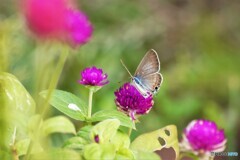 ウラナミシジミの舞～ⅰ