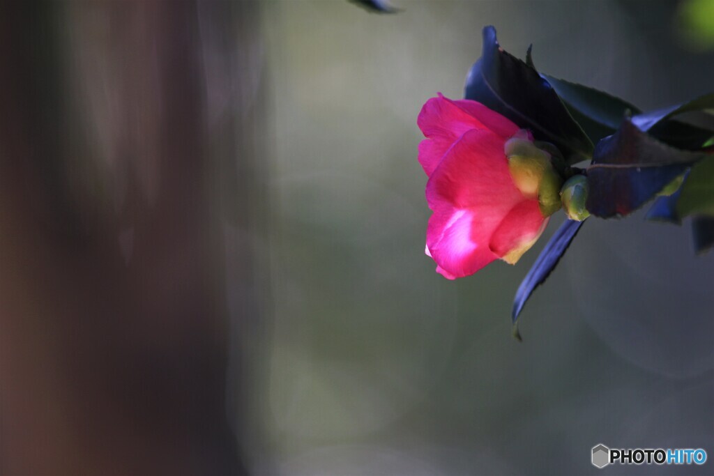 山茶花