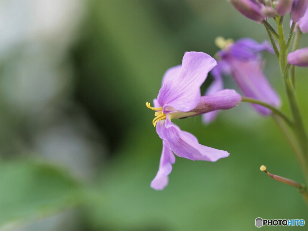 大紫羅欄花ⅱ