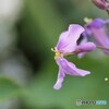 大紫羅欄花ⅱ