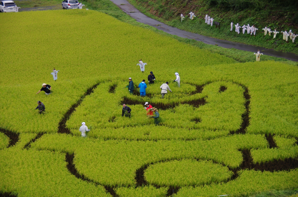 田んぼアートー５