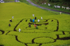 田んぼアートー５