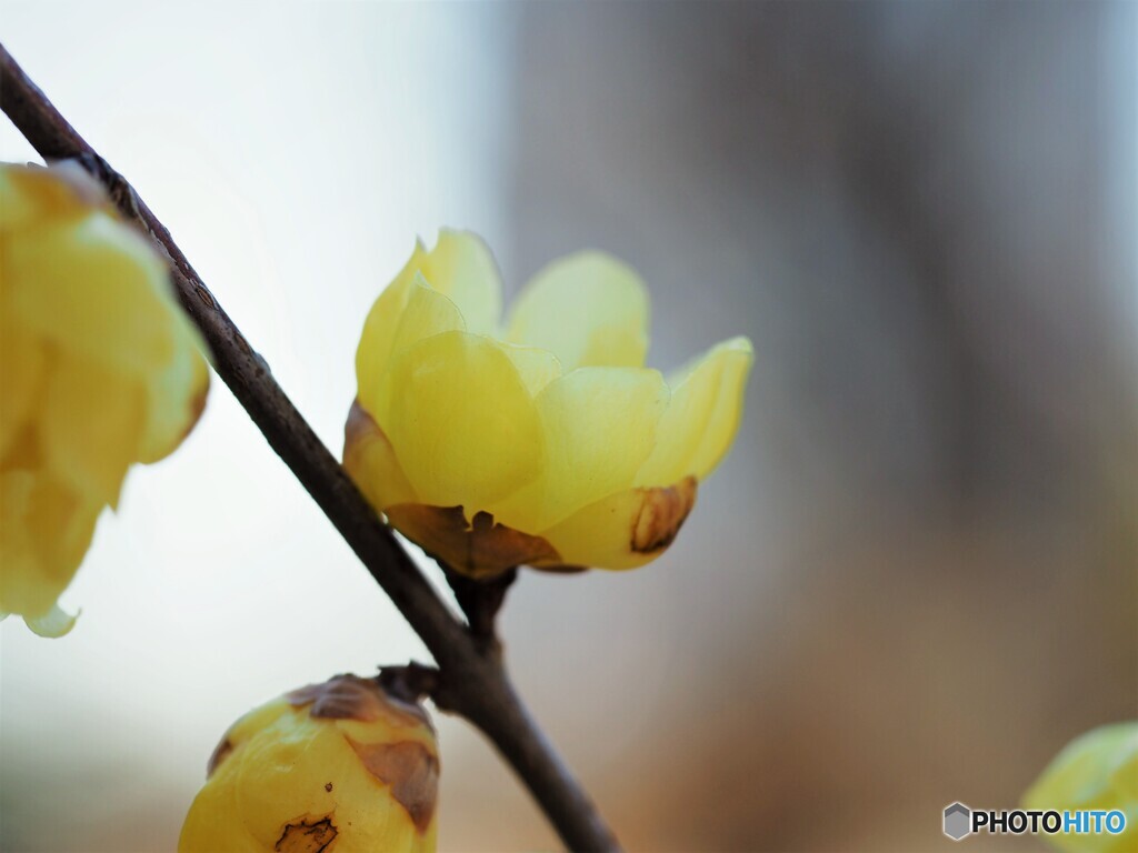 先導