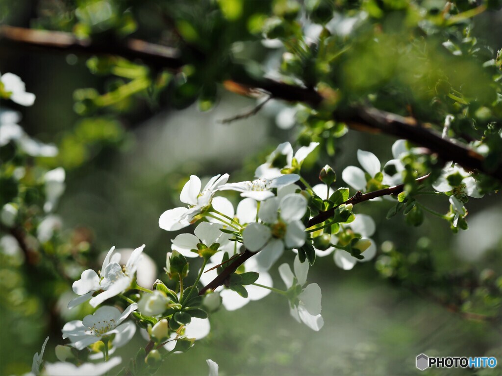 如月の花達～ⅲ