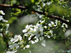 如月の花達～ⅲ