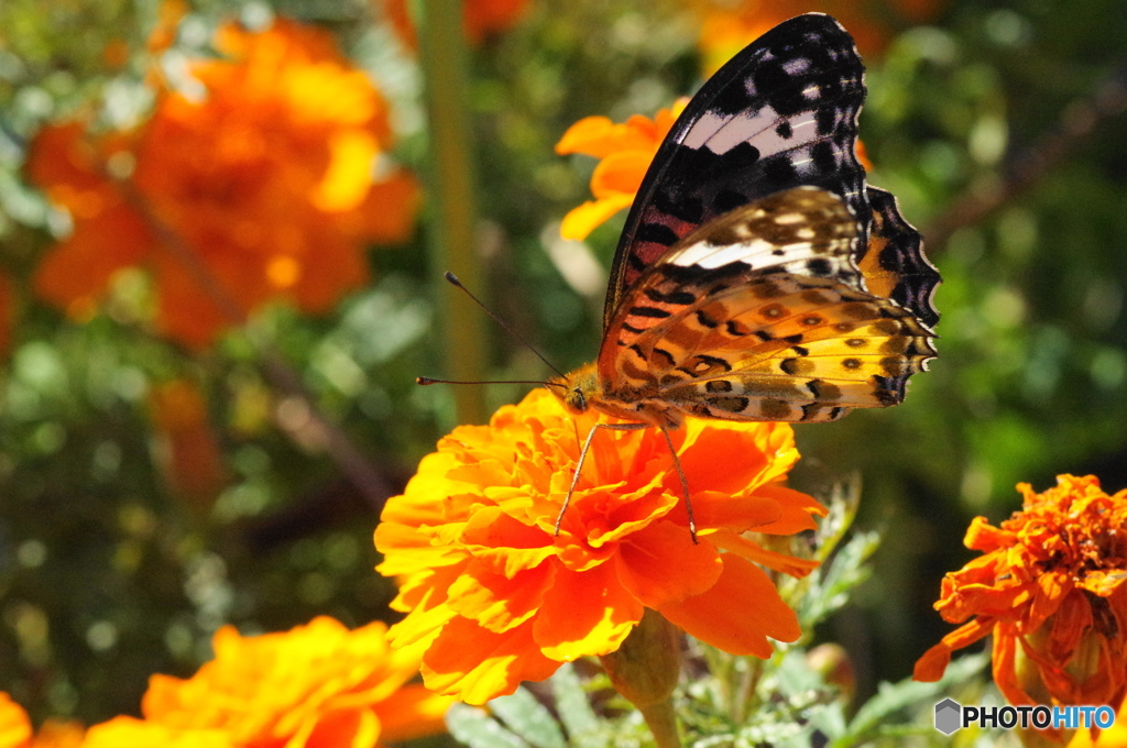 ツマグロヒョウモンの舞－22