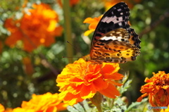 ツマグロヒョウモンの舞－22