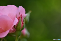 皐月花ー薔薇ー８
