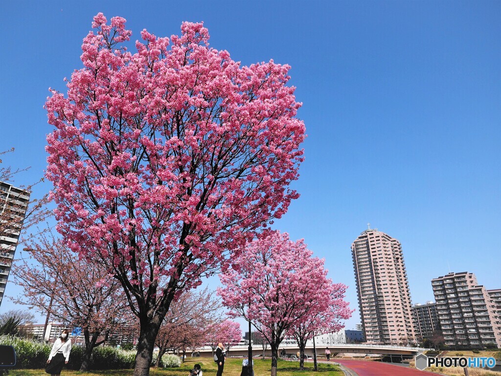 2021陽光桜便り～①