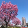 2021陽光桜便り～①