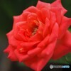 ミニ薔薇