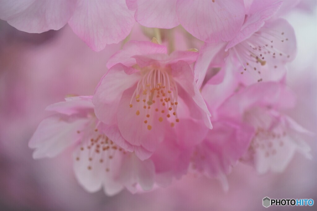令和を咲く～Ⅻ