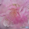 令和を咲く～Ⅻ