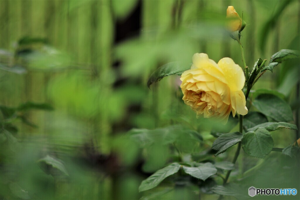 雨上がり薔薇達、、、ⅱ