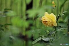 雨上がり薔薇達、、、ⅱ