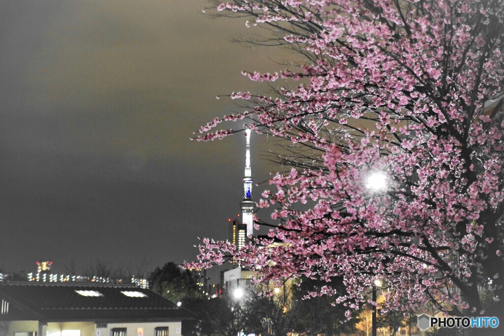 オオカンザクラ夜桜～ⅵ
