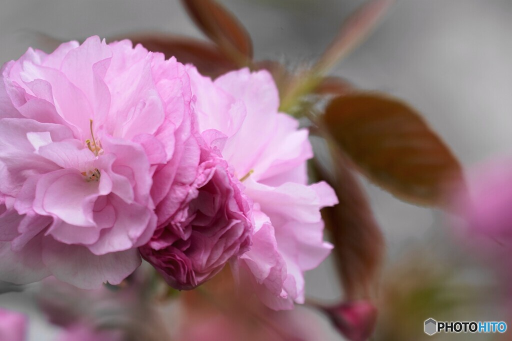 汐入八重桜 関山