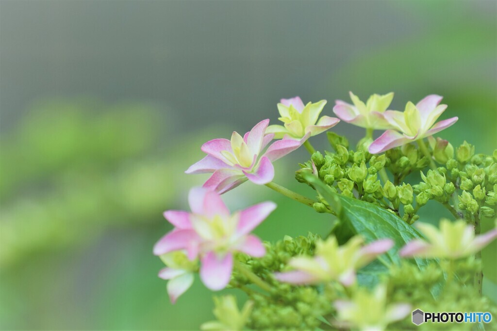 季節の花