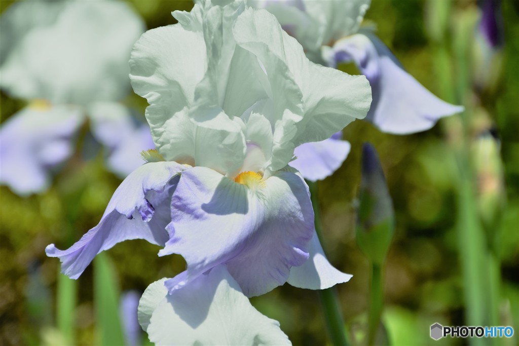 ヒゲアイリス、、、。