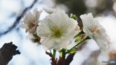 冬桜、、、。