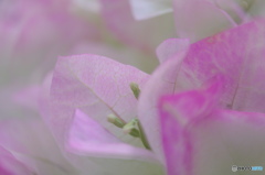 皐月花ーブーゲンビリアー２