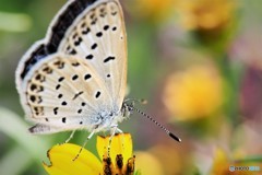 黄花にチュー、、、①