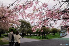 枝垂れ桜とスカイツリー