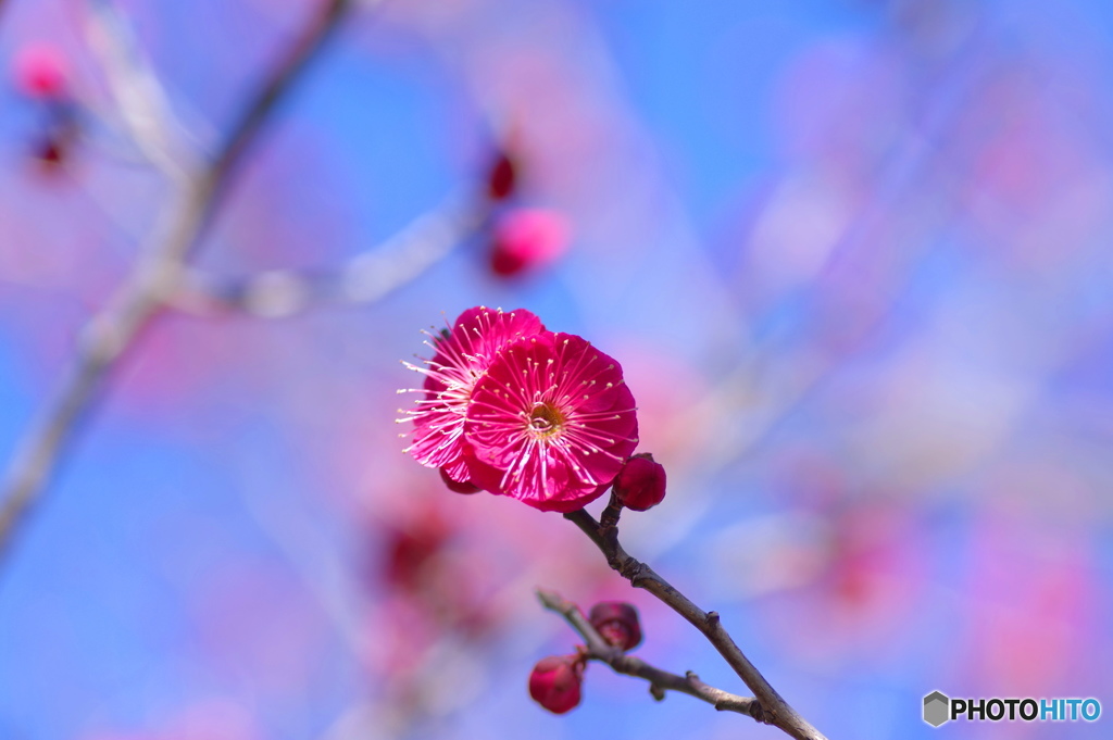 紅の微笑み