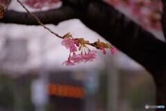 5年前に咲く河津桜