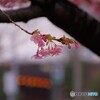 5年前に咲く河津桜