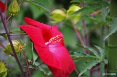 Taitanbicus、red