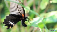 冬の生物園ーⅧ