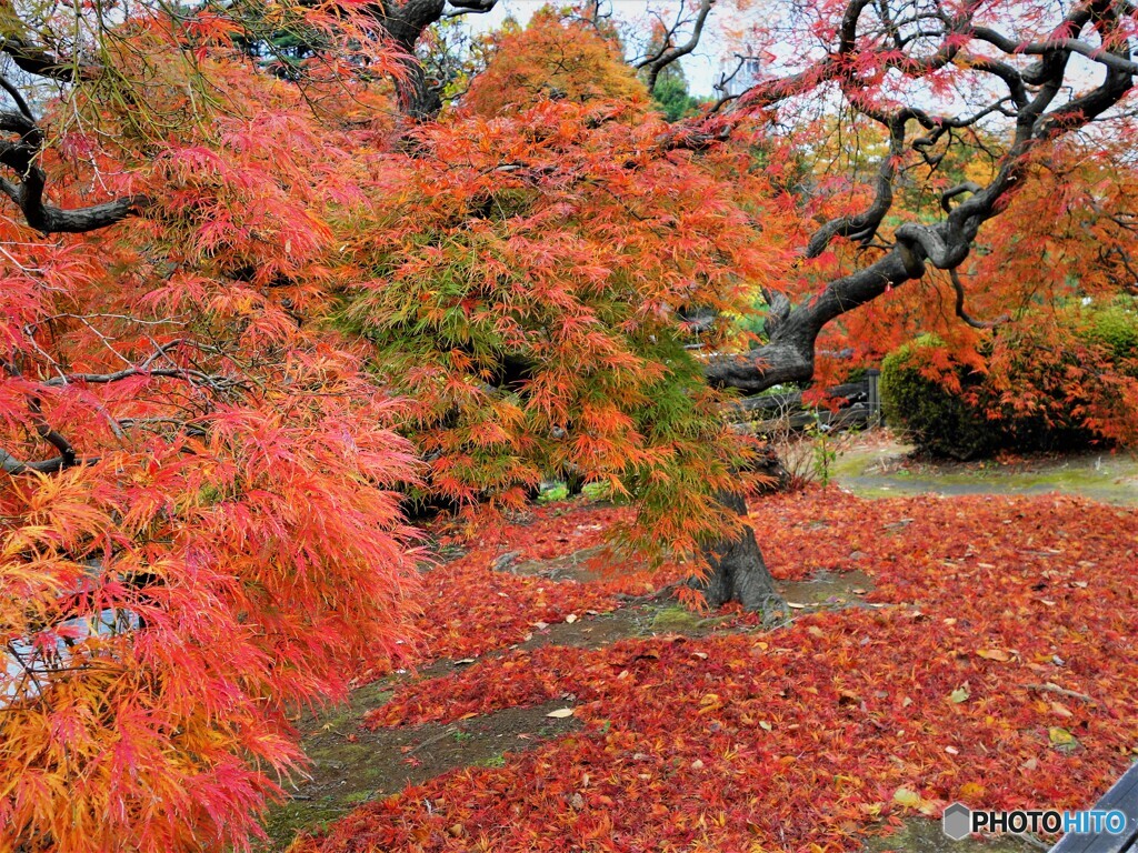 新宿御苑～中の池