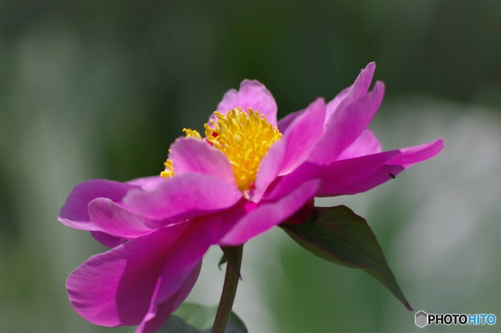 立てば芍薬