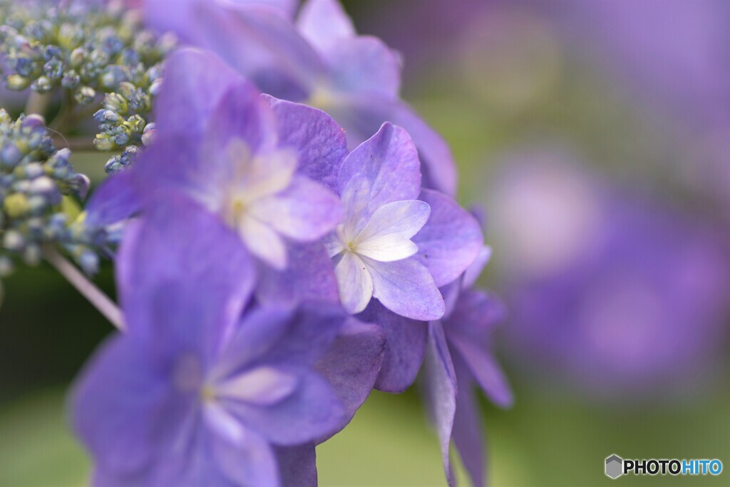 梅雨時の華～ⅵ