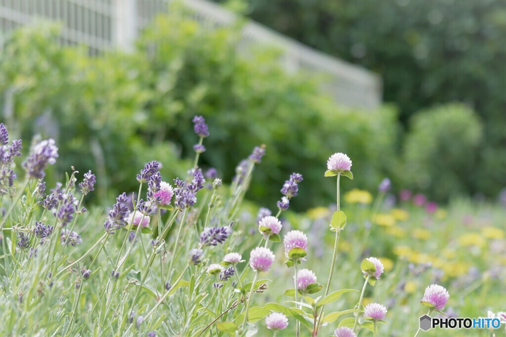 Globe amaranth