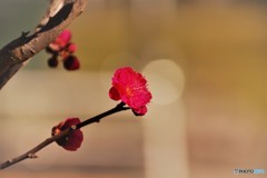 紅い梅