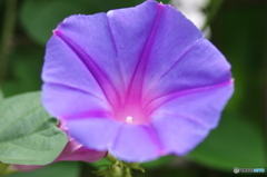 水無月花ー10