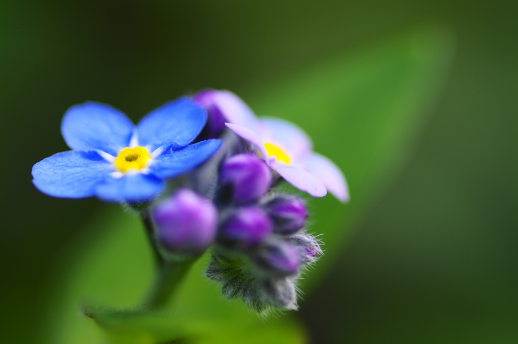 来春のためにー４