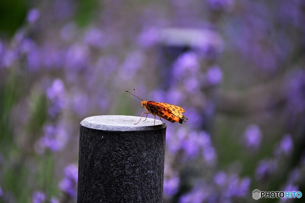 止まり木～ⅱ